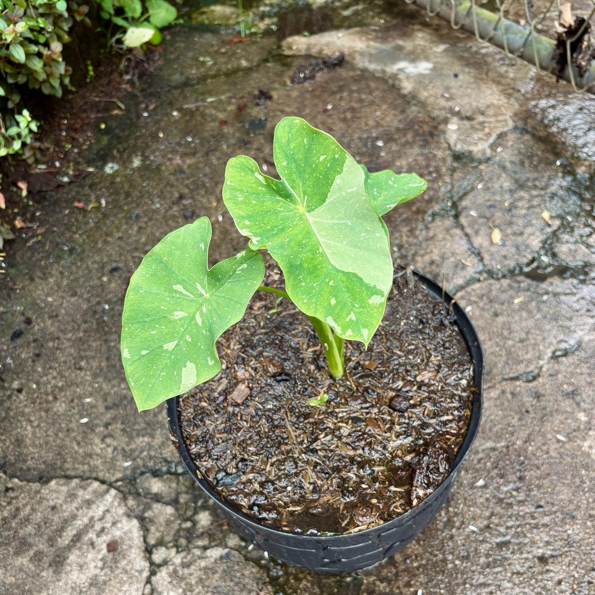 Colocasia Milky Way