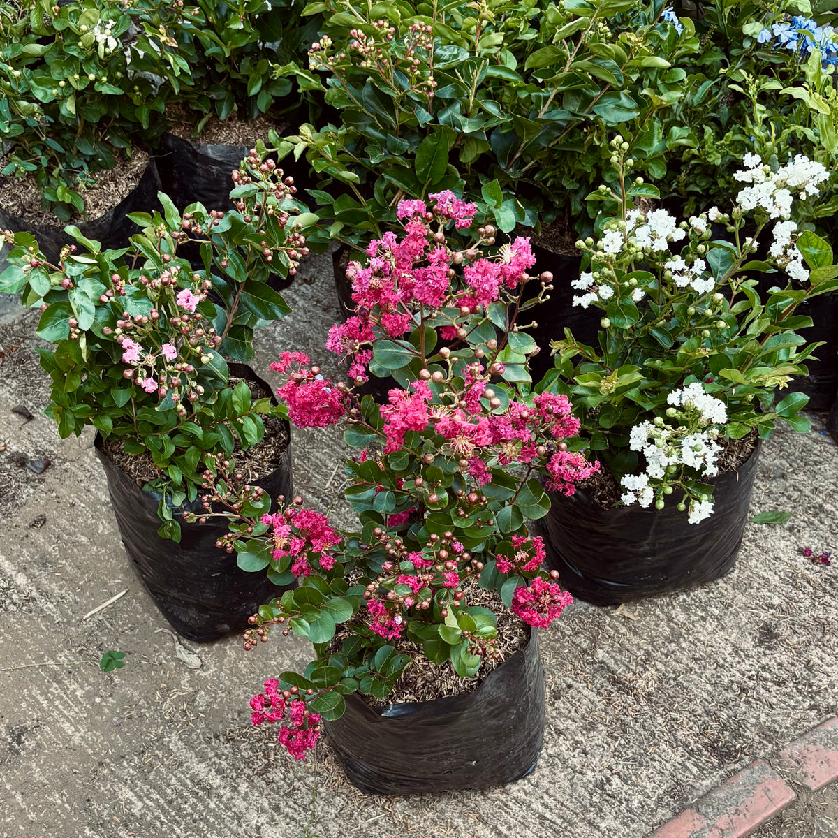 Lagerstroemia Indica “Júpiter”