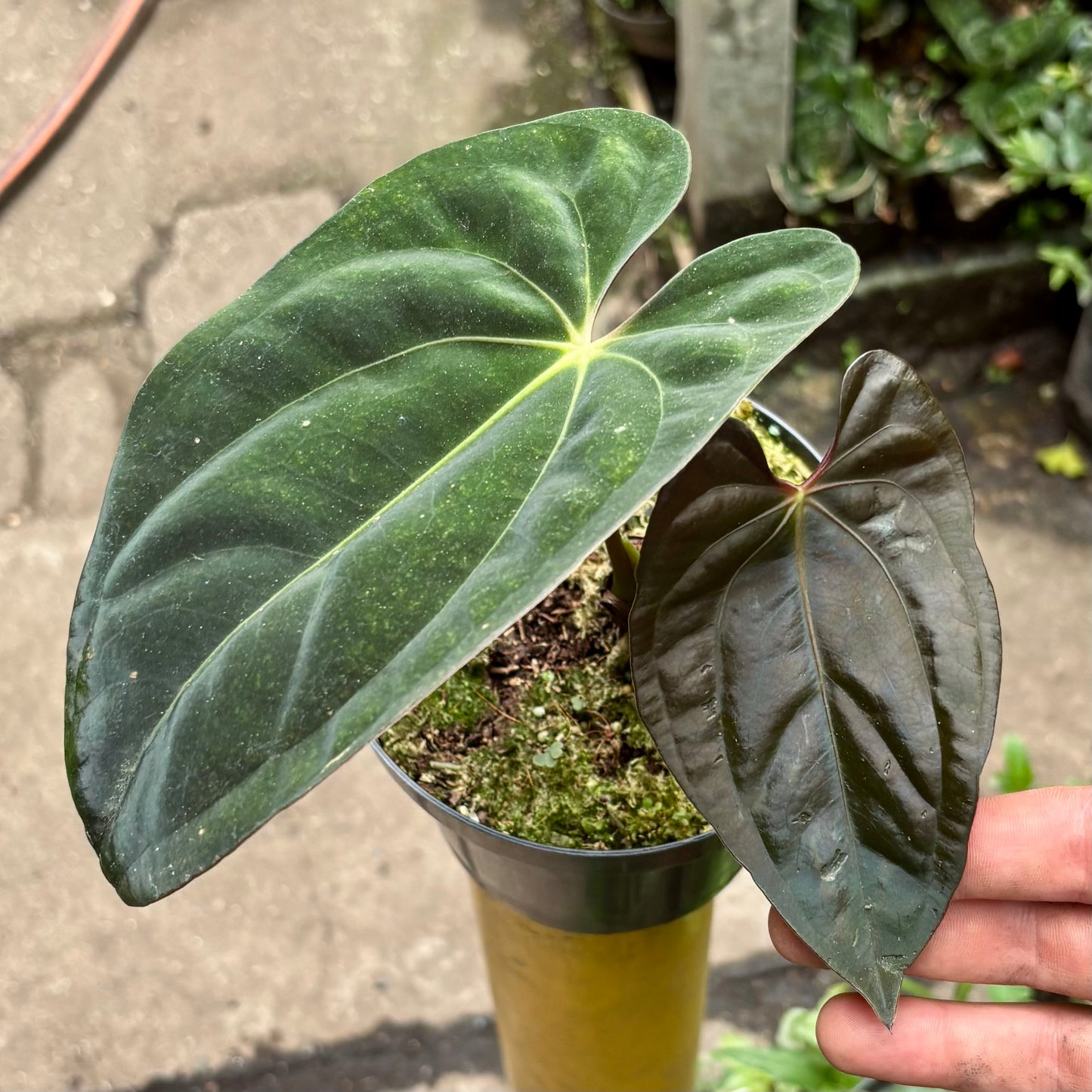 Anturio Papillilaminum