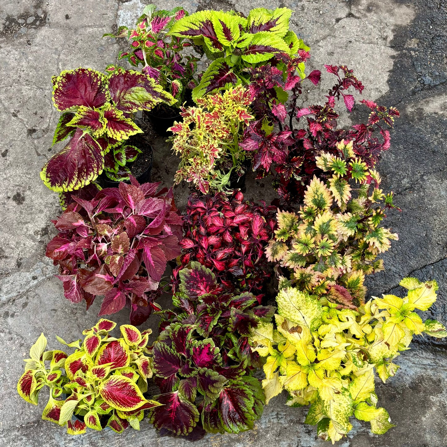 Coleus