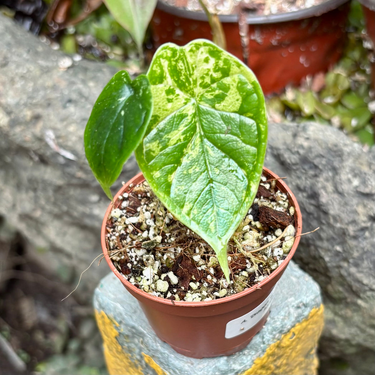 Alocasia Dragon Scale Mint Variegada