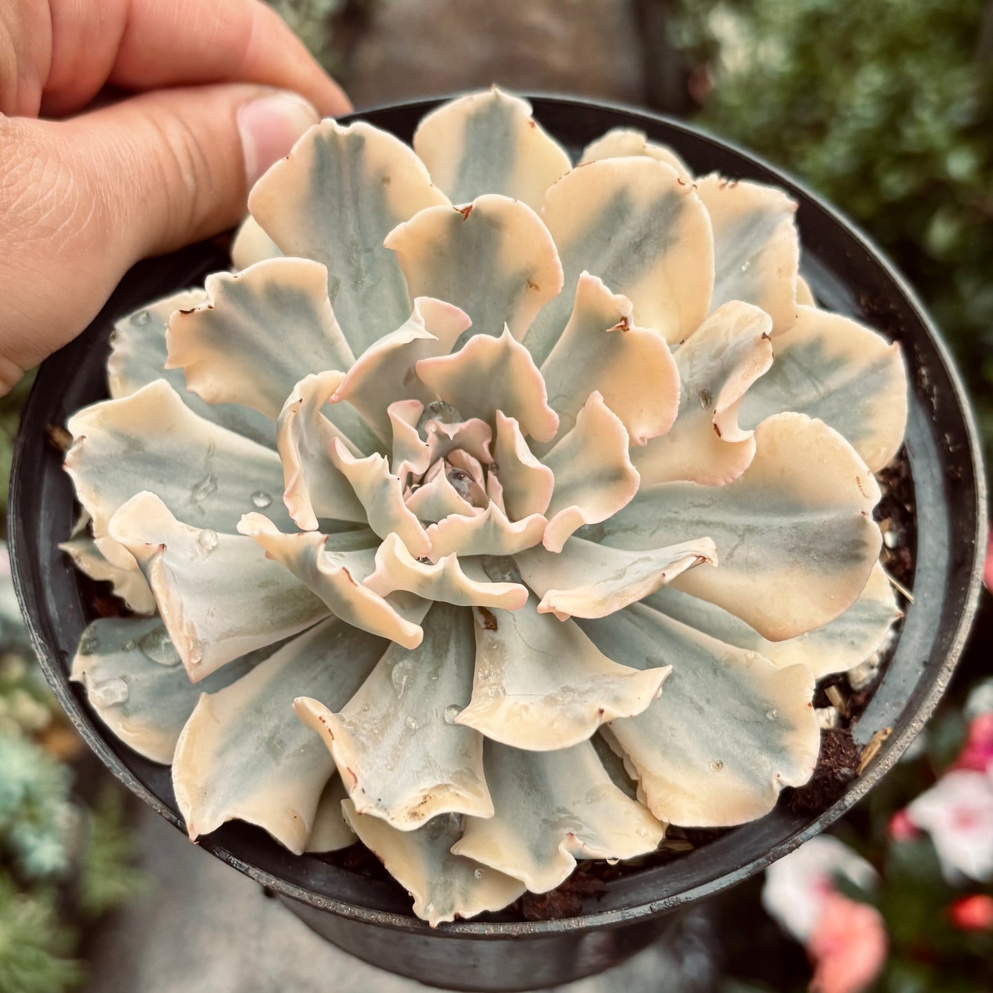 Suculenta Echeveria Saffron Variegada