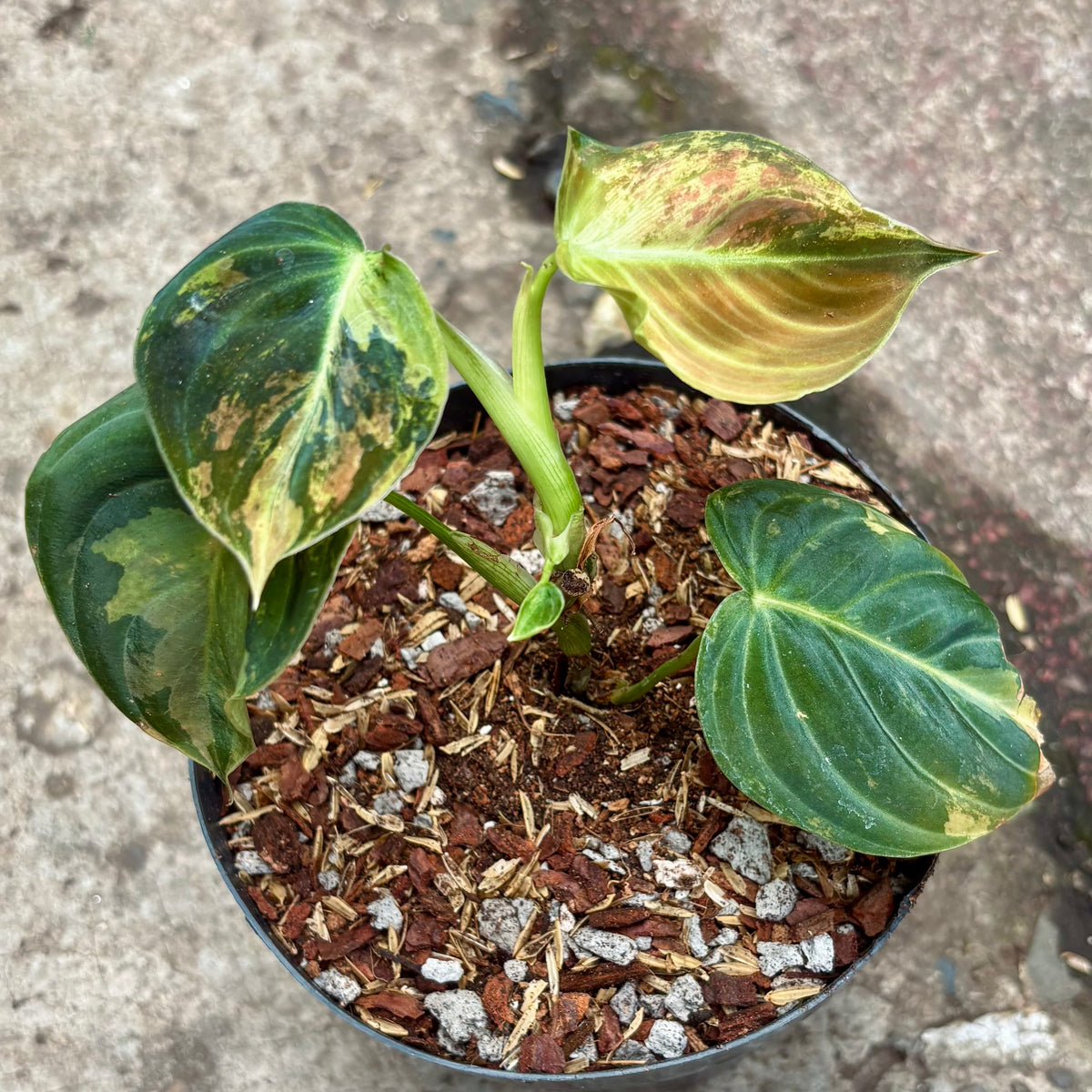 Filodendro Melanochrysum Variegado