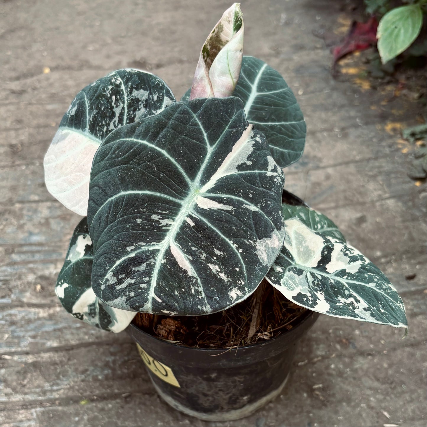 Alocasia Black Velvet Variegada