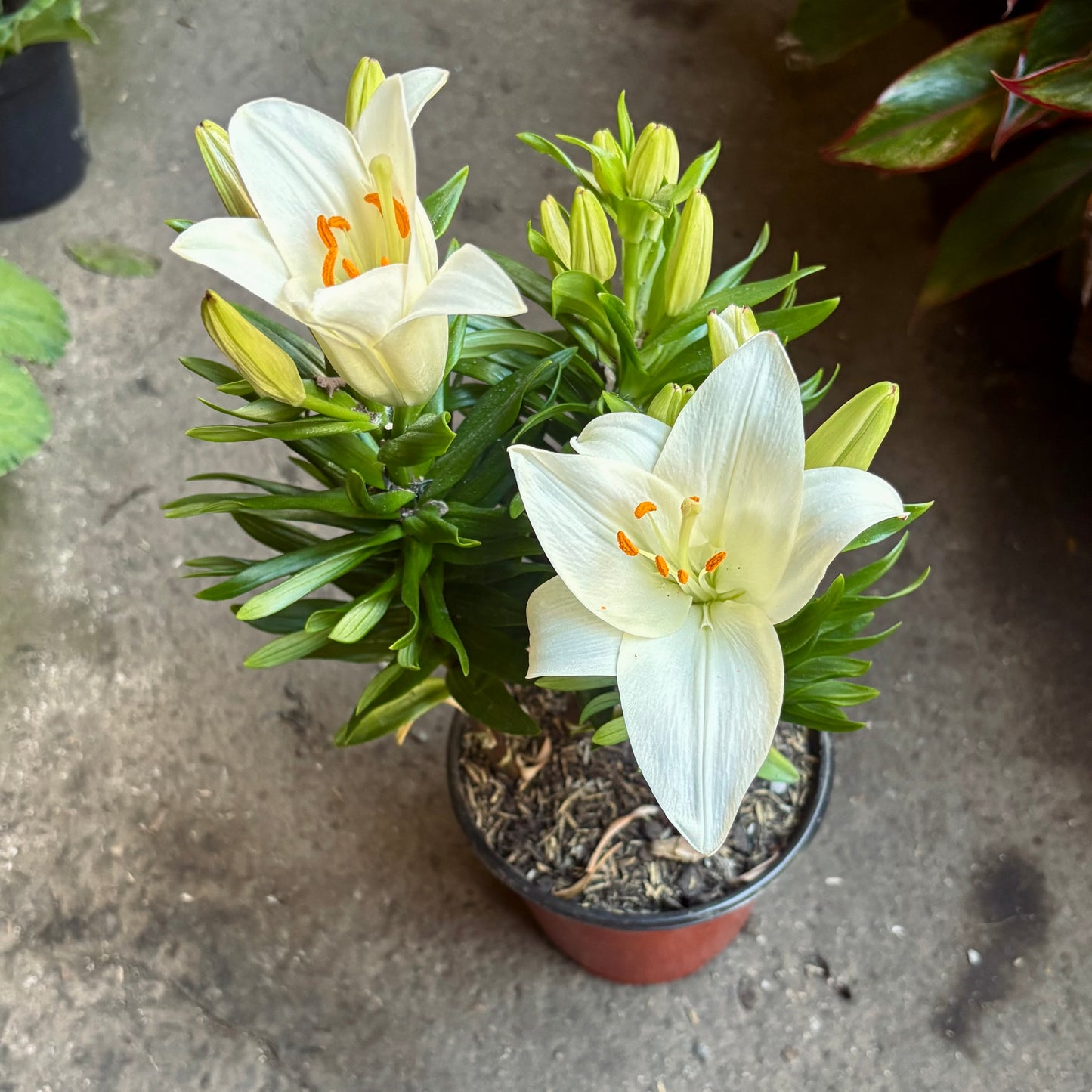 Iris japonica “Lirio Japonés”