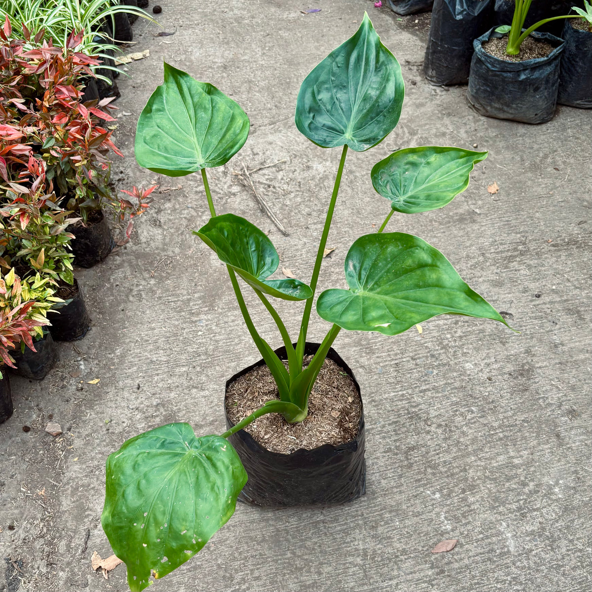 Alocasia Cucullata