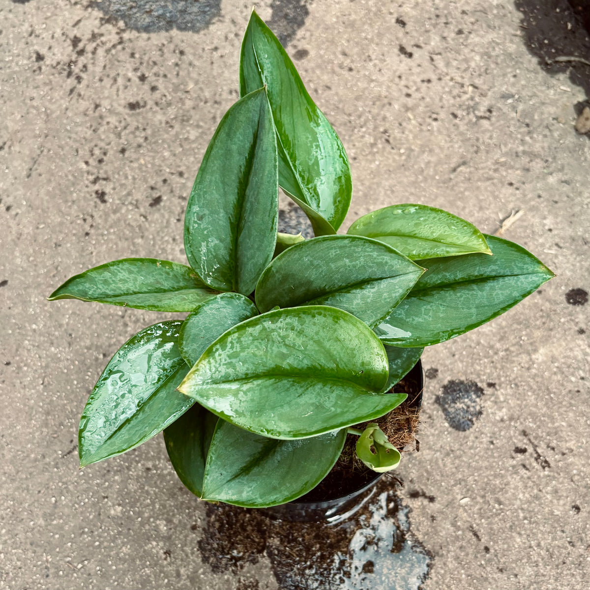 Scindapsus Treubii Moonlight