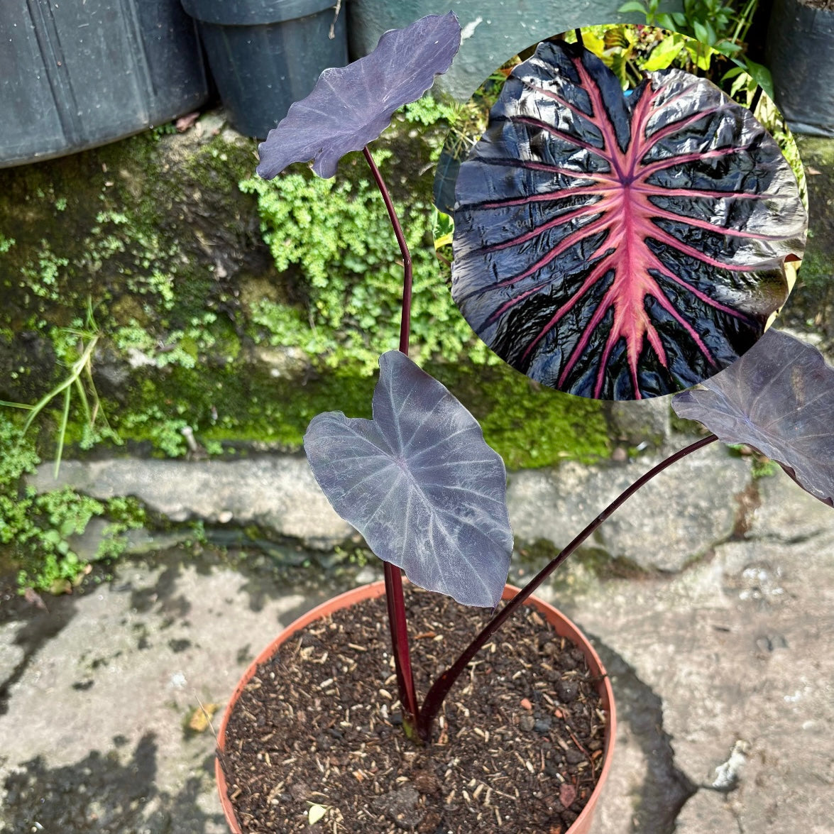 Colocasia Black Lava