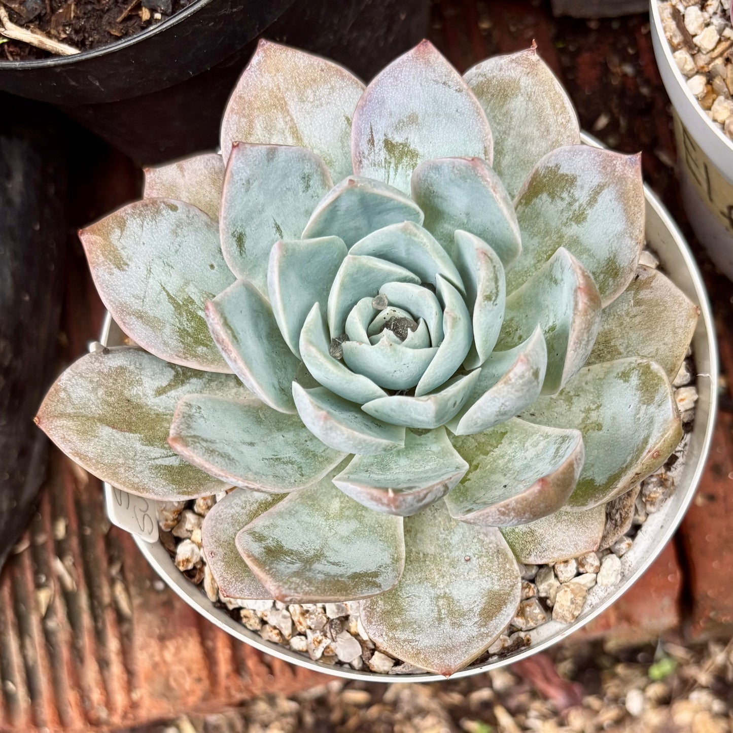 Suculenta Sedum Suaveolens