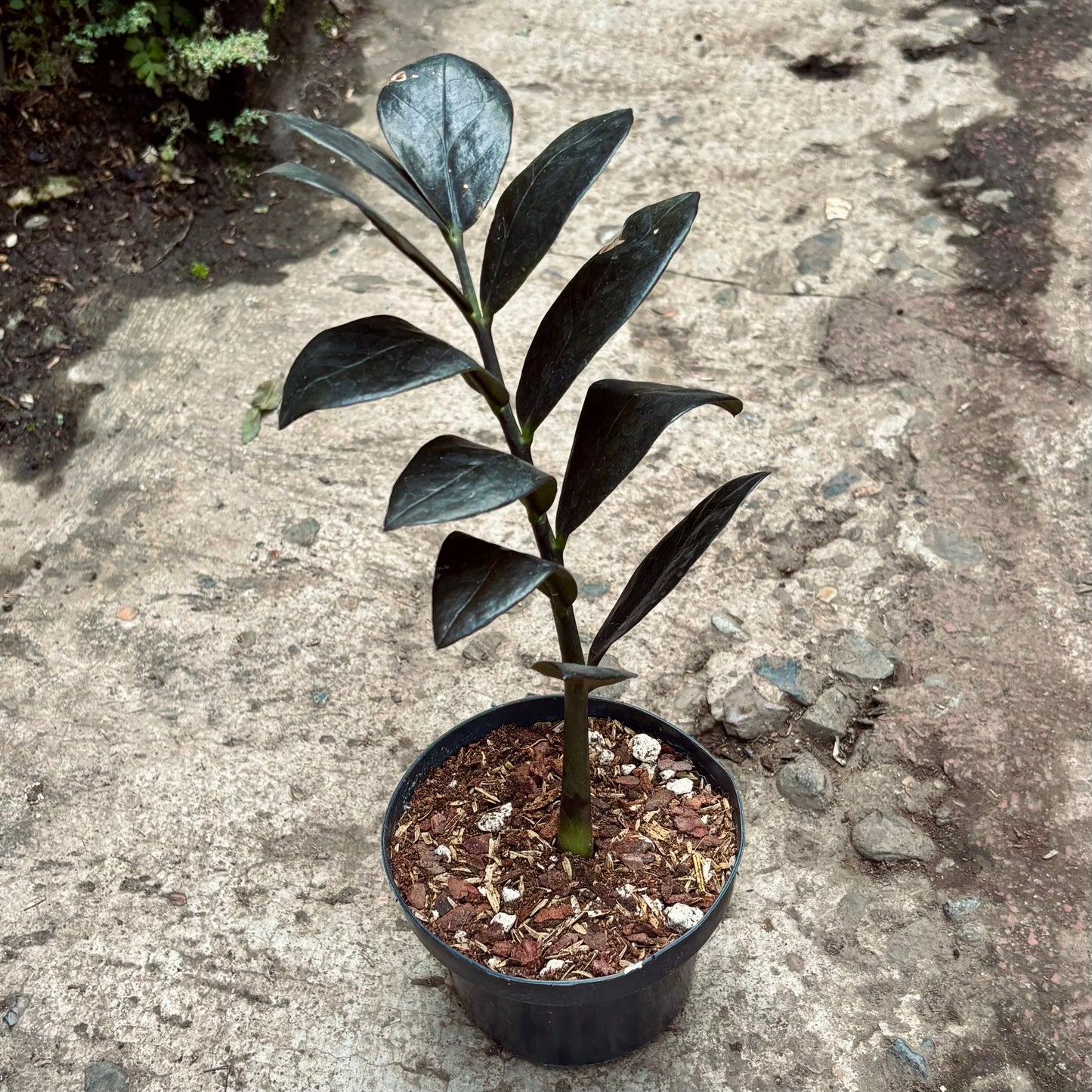 Zamioculca Zamiifolia Raven