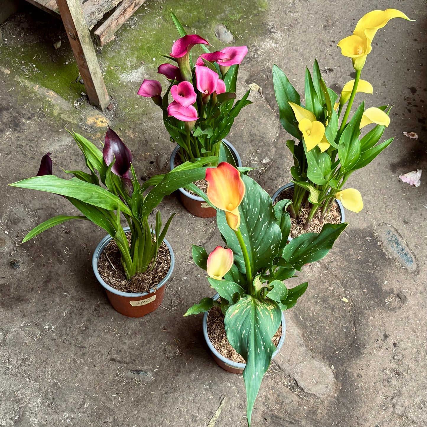 Zantedeschia “Cala”