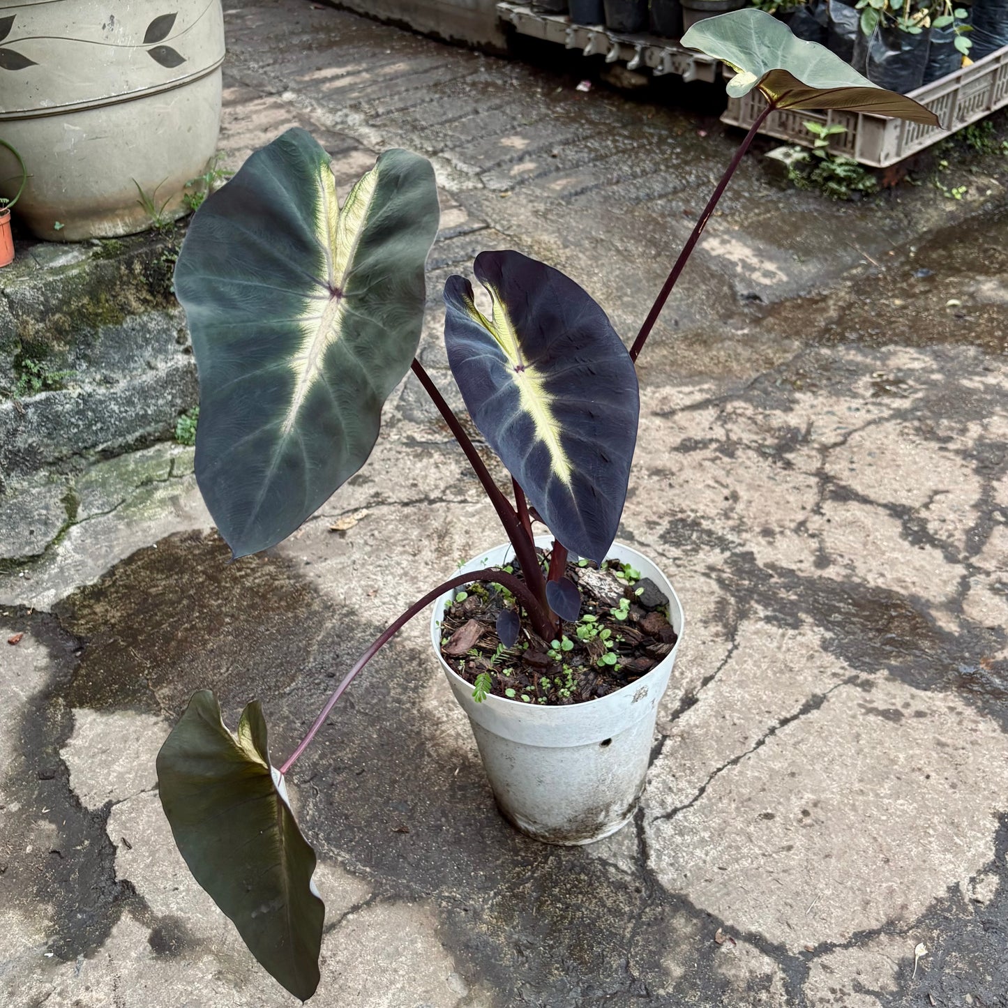 Colocasia Tropical Storm