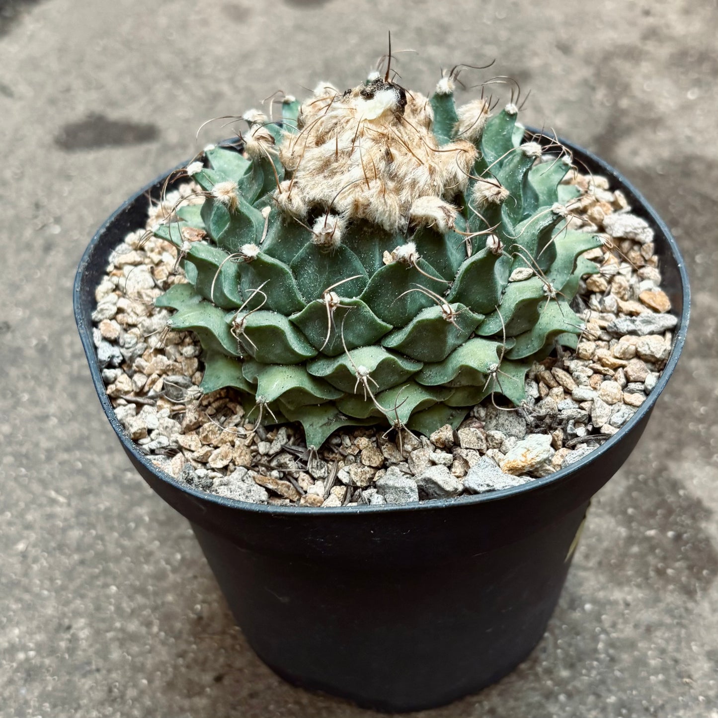 Cactus Obregonia Grande