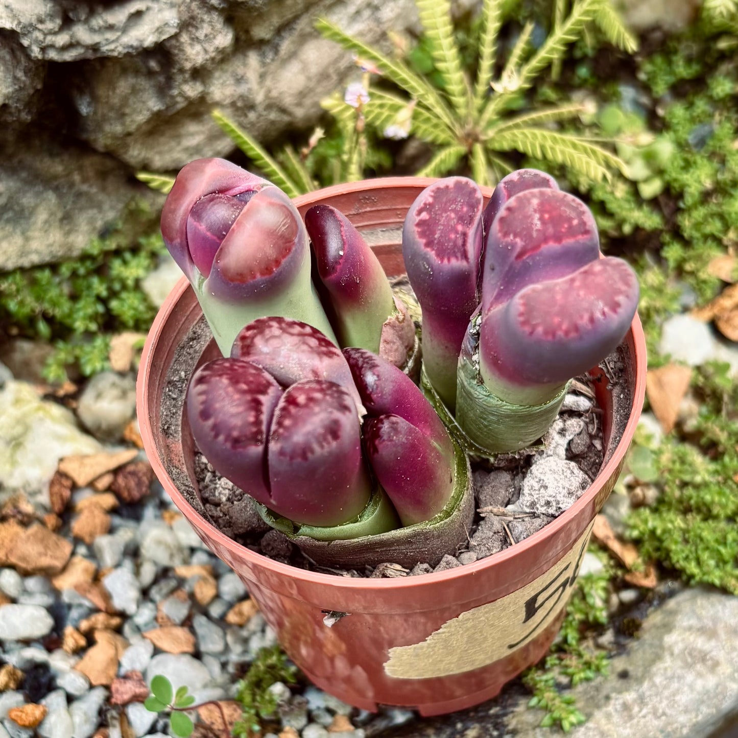 Lithops