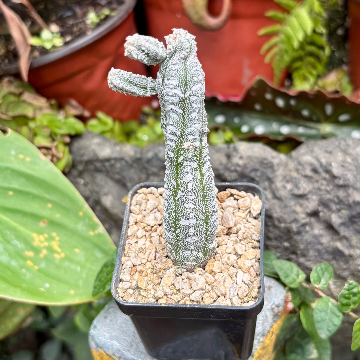 Cactus Astrophytum Myriostigma Uboki