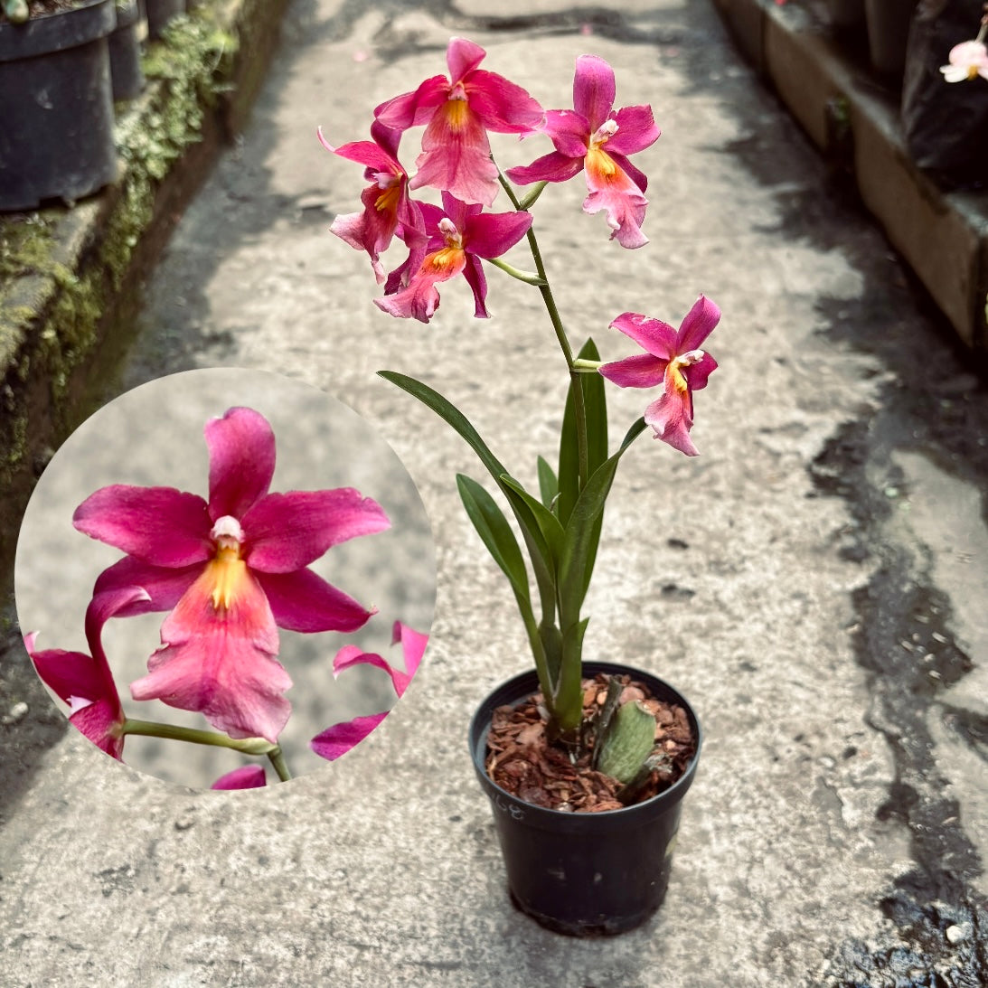 Orquídea Burrageara Francine Roseglow