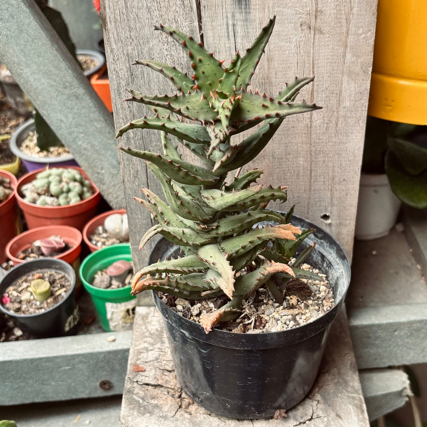 Aloe Castilloniae