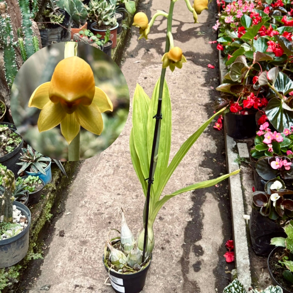 Orquídea Catasetum Ochraceum