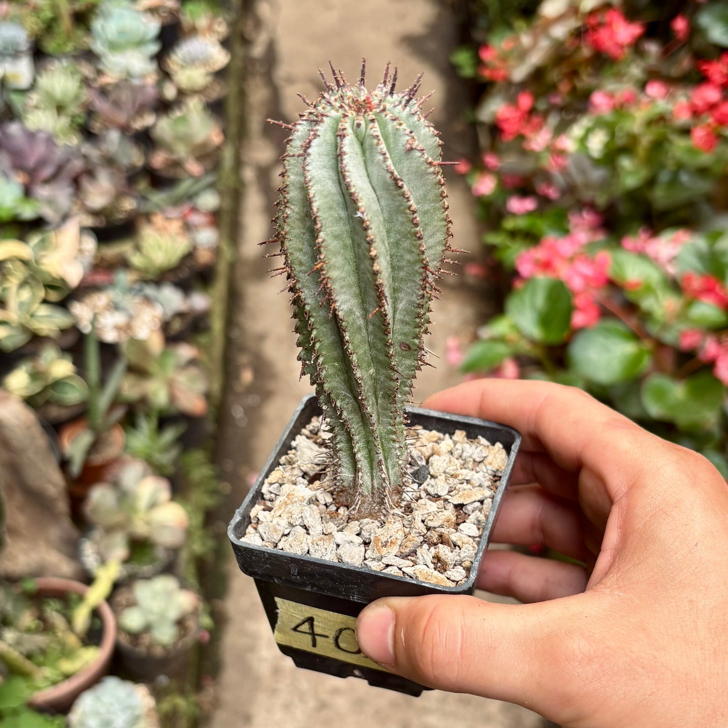 Cactus Euphorbia Horrida