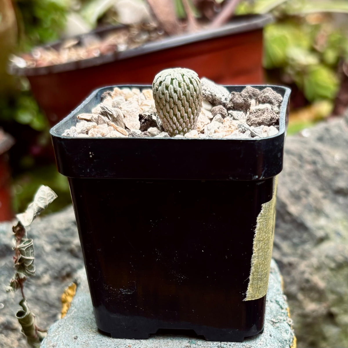 Cactus Pelecyphora Aselliformis