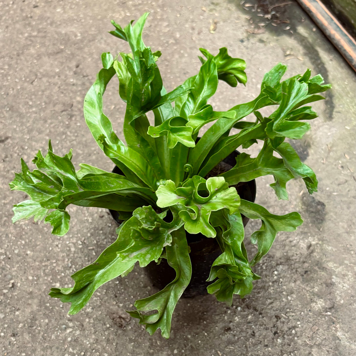 Asplenium Nidus “Helecho Nido De Ave”