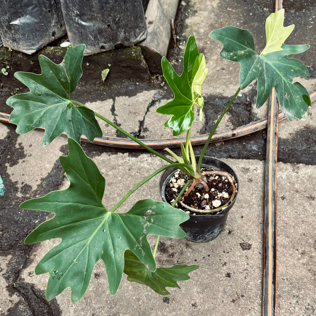 Filodendro Selloum Variegado