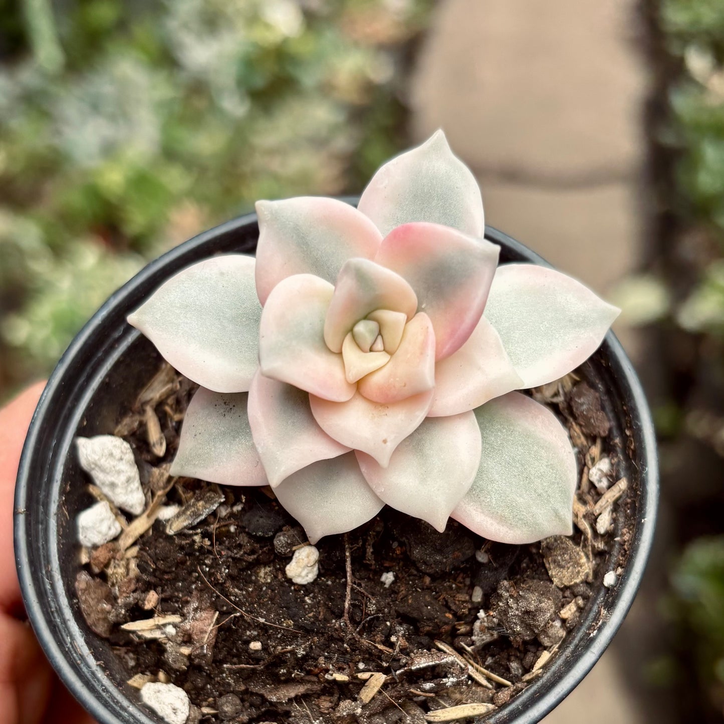 Suculenta Graptopetalum Purple Delight Variegada