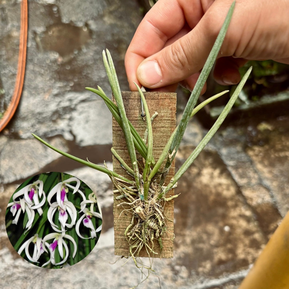 Orquídea Leptotes bicolor