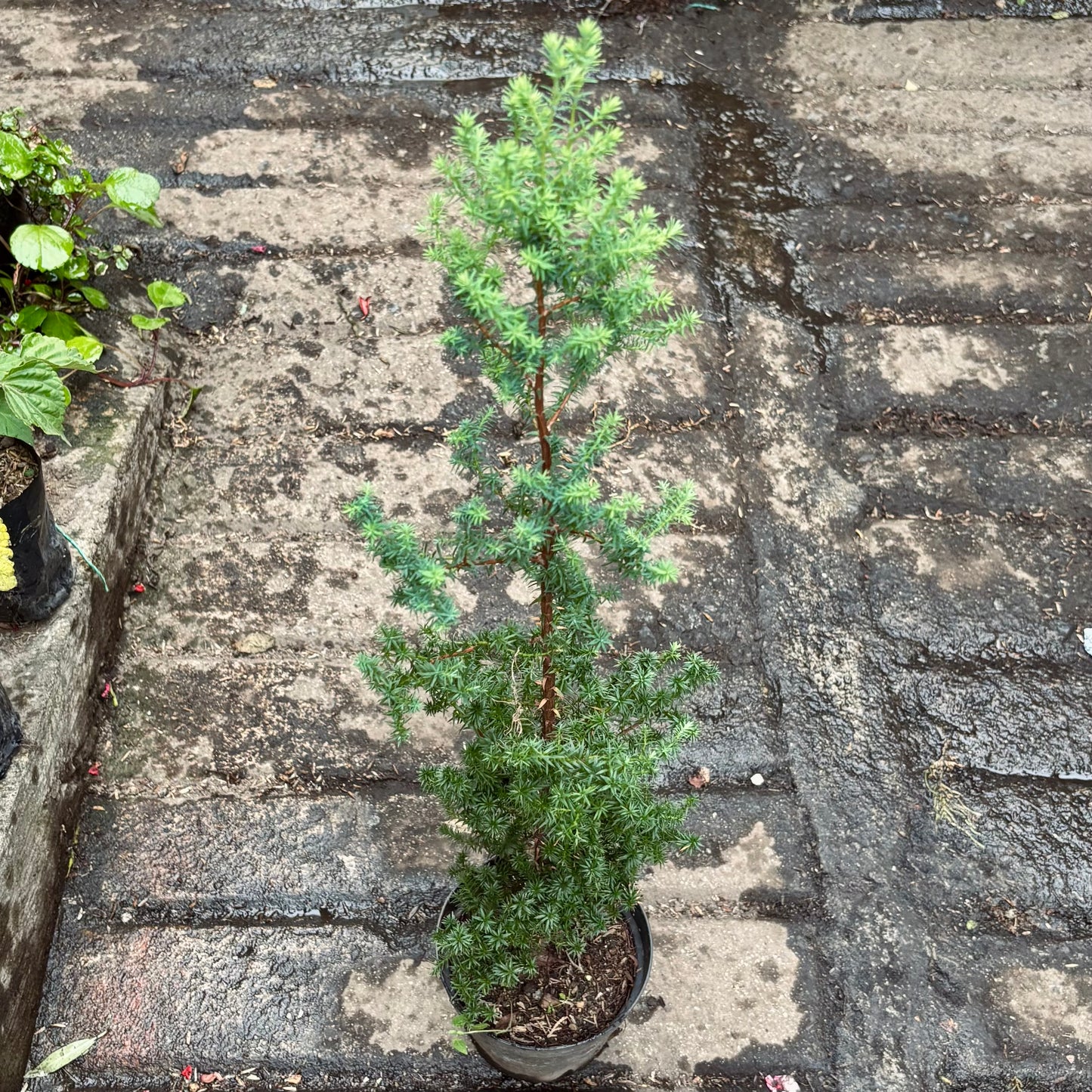 Chamaecyparis Thyoides “Pino Estrella”