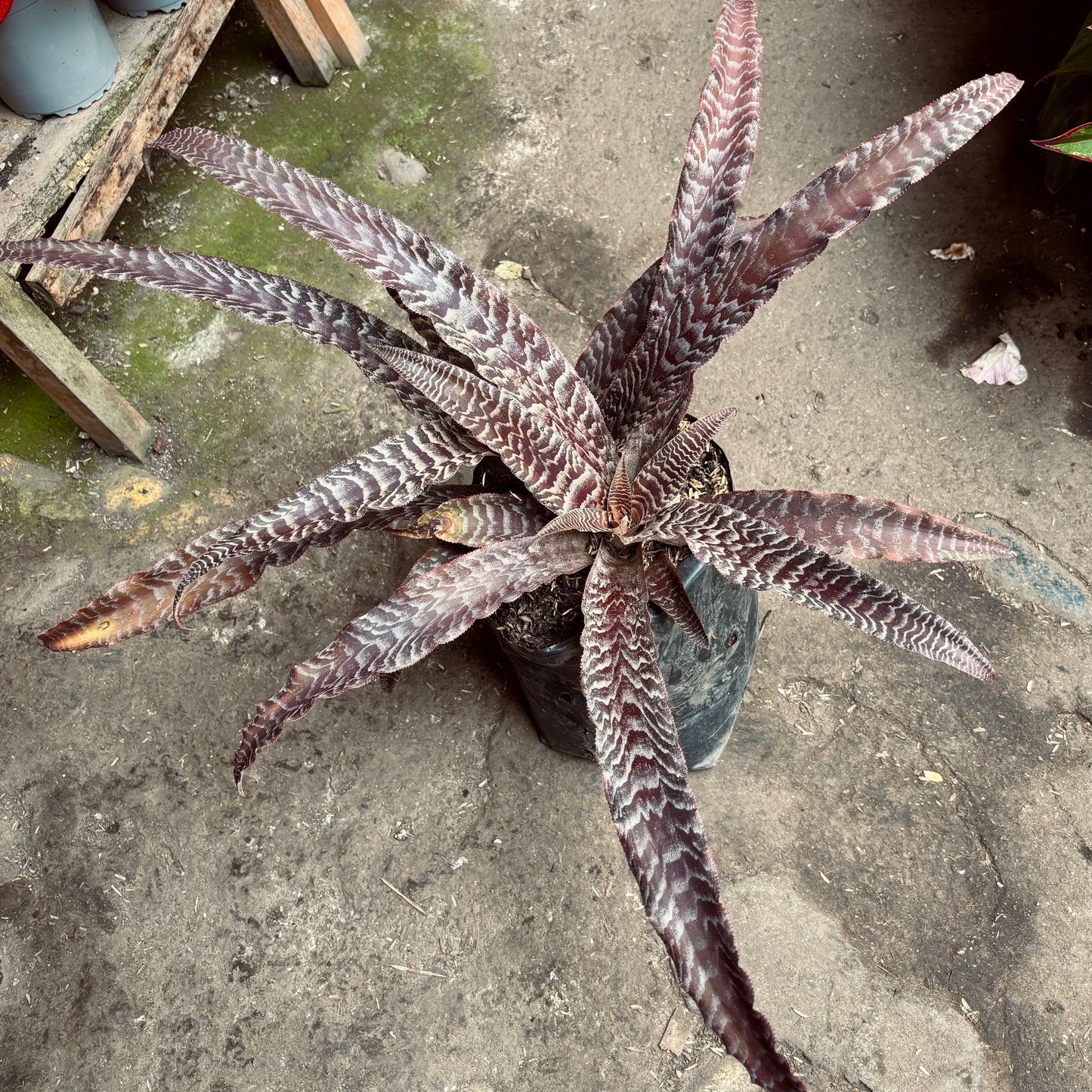 Bromelia Cryptanthus Absolute Zero