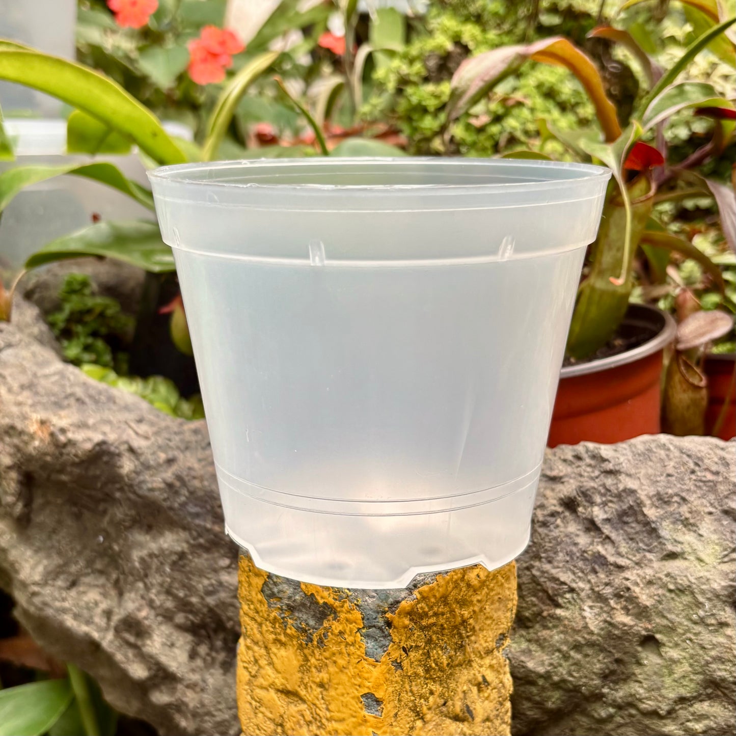 Matero Plástico Transparente Para Orquídea