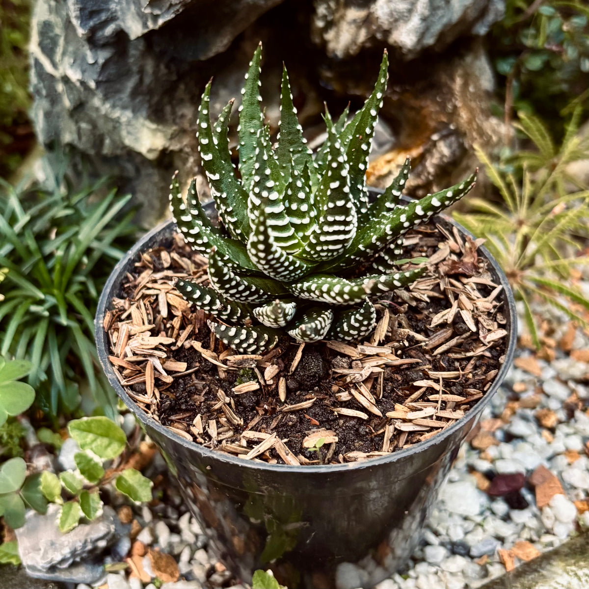 Haworthiopsis Attenuata “Aloe Cebra”