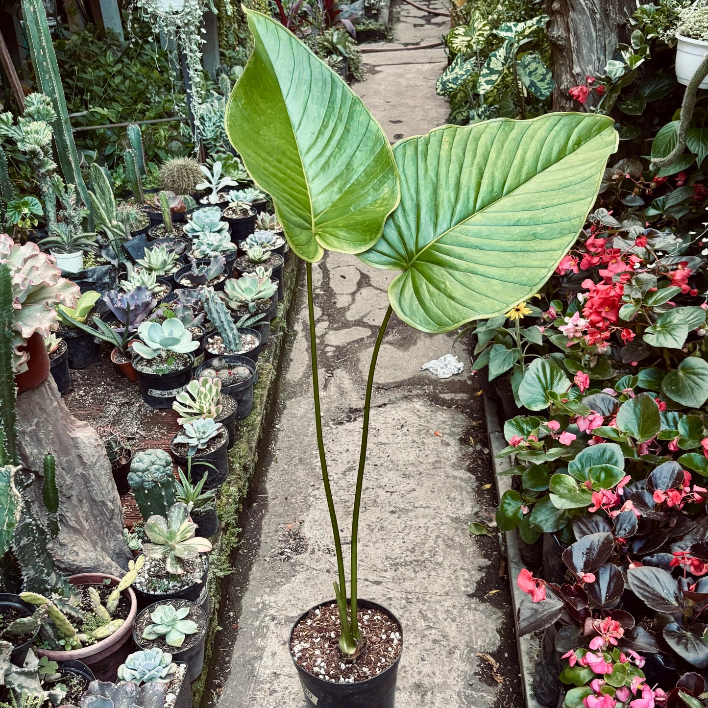 Anturio Sp