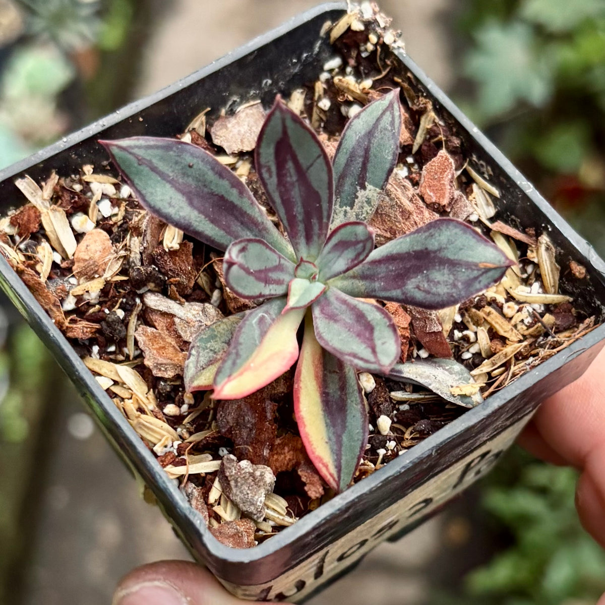 Suculenta Echeveria Nodulosa Painted Beauty Variegada