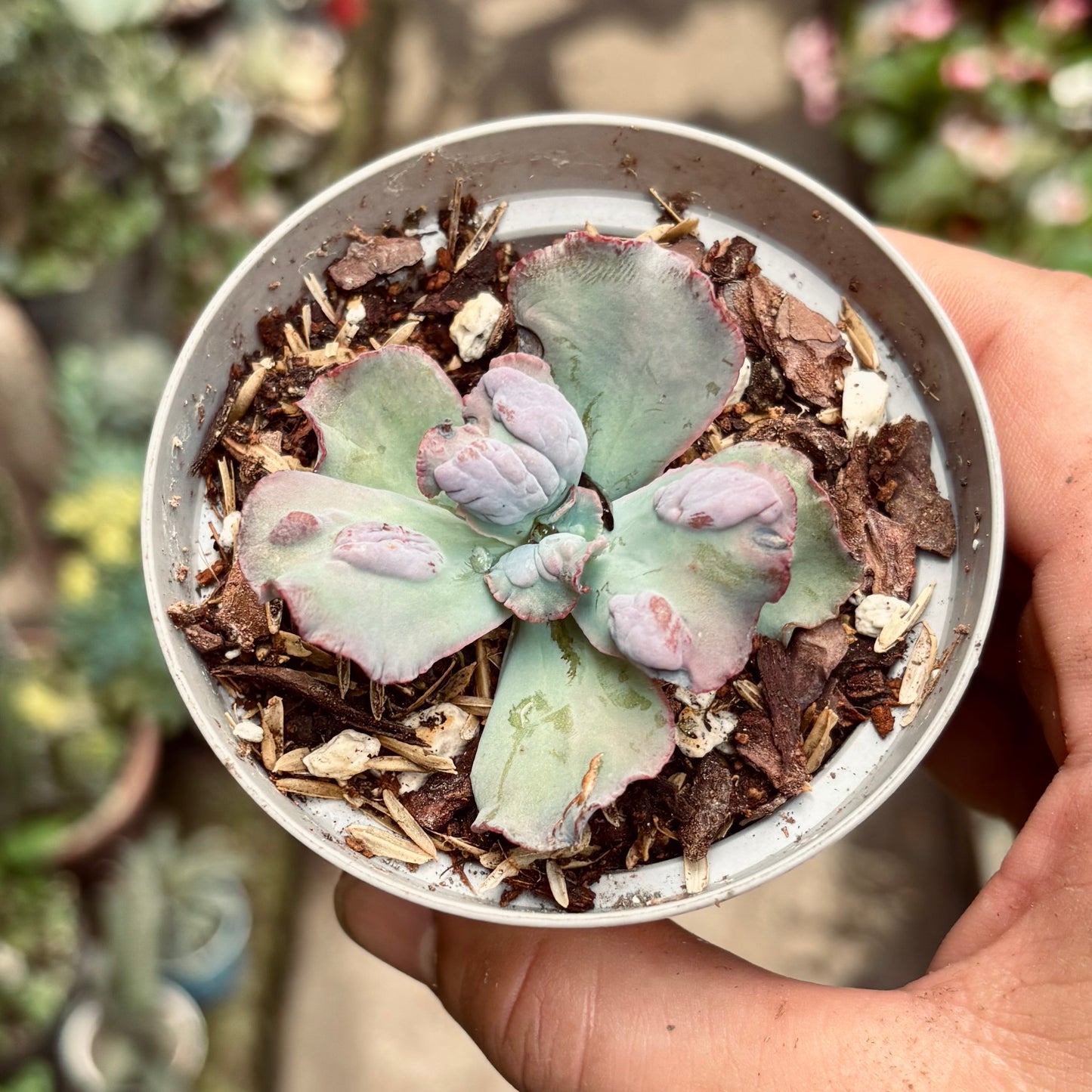 Suculenta Echeveria Moonstone