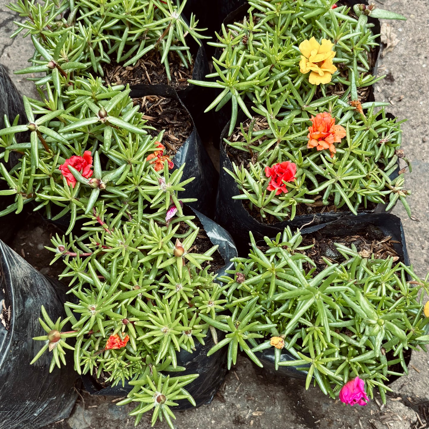 Portulaca “Bella A Las Once”