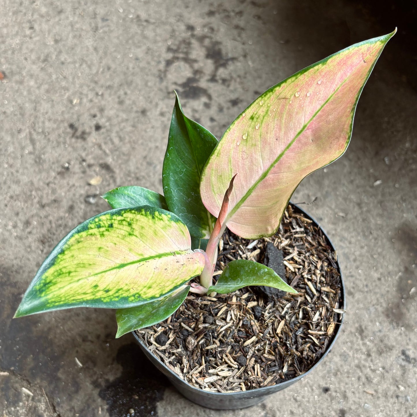 Aglaonema Sultan Brunei