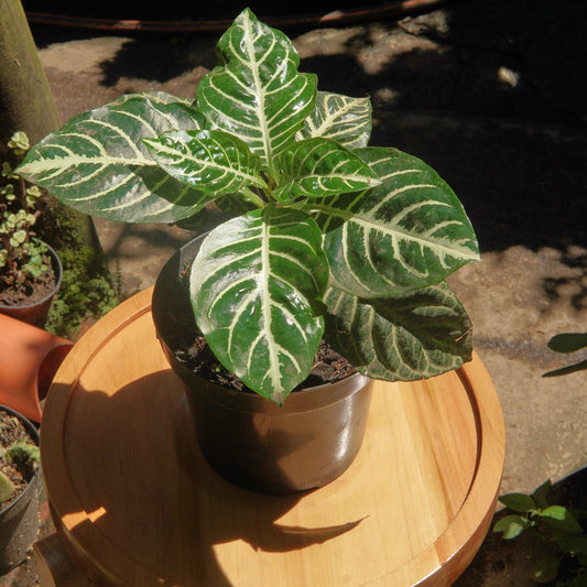 Afelandra - Vivero Florecer