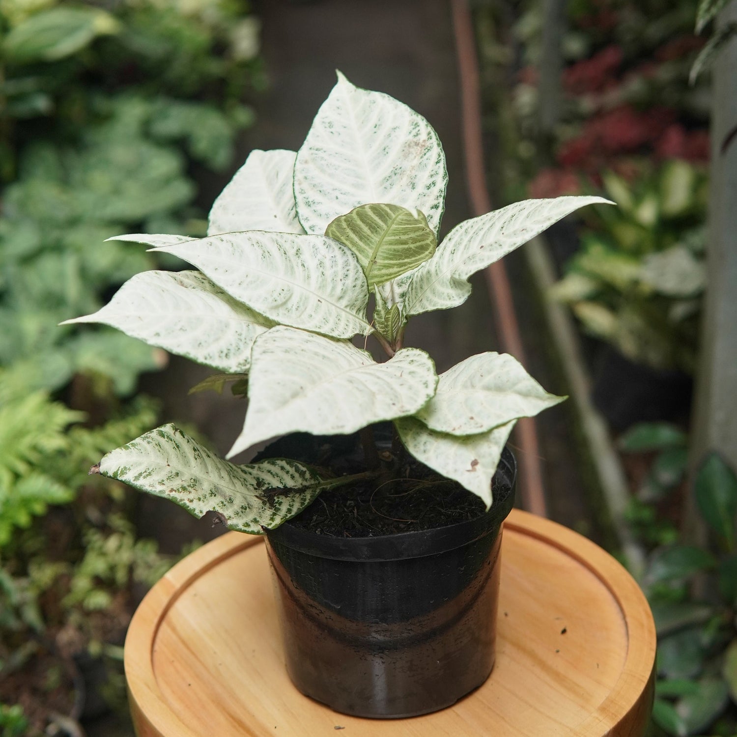 Afelandra Blanca - Vivero Florecer