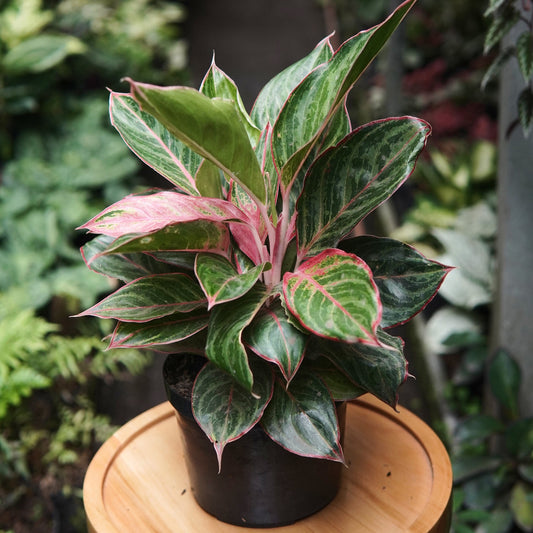Aglaonema Lion - Vivero Florecer