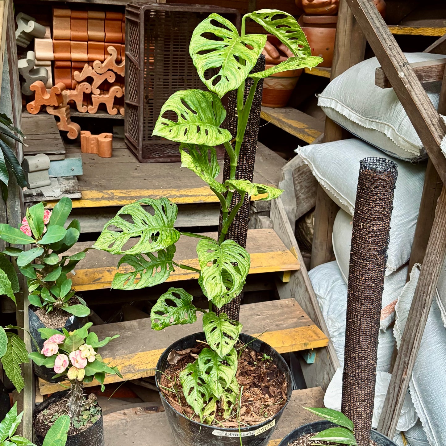 Monstera Adansonii Green On Green Variegada