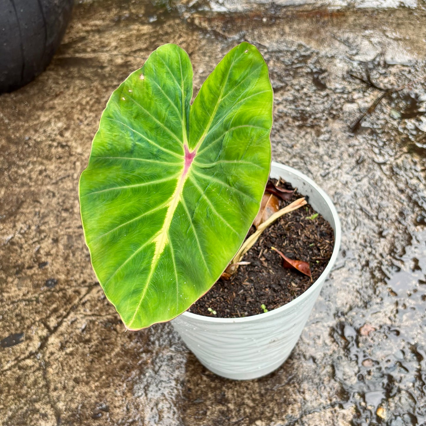 Colocasia Pharaoh's Dream
“Sueño Del Faraón”