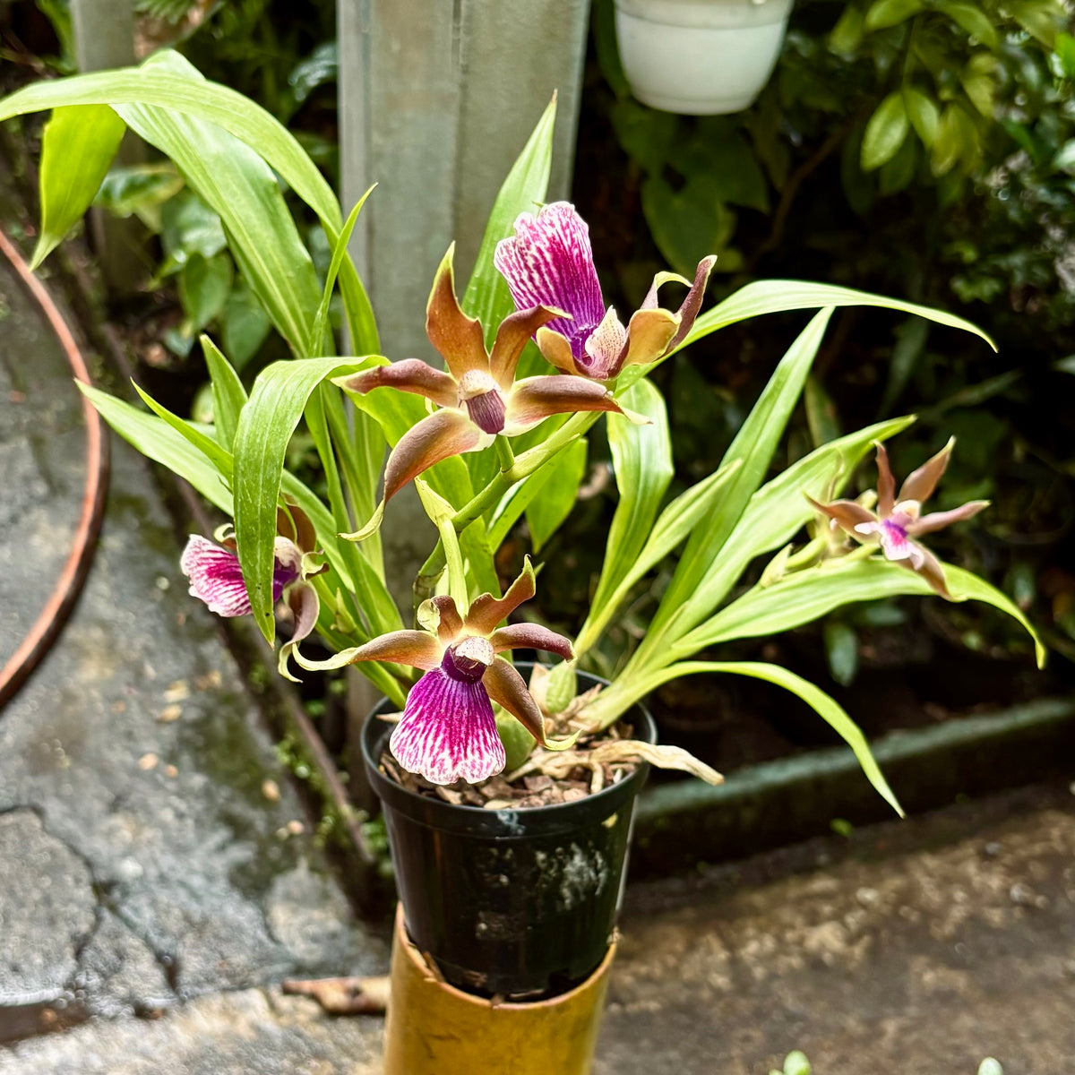 Orquídea Zygolum Louisendorf