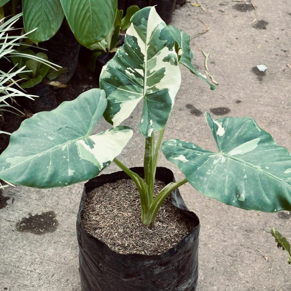 Alocasia Macrorrhiza Variegada