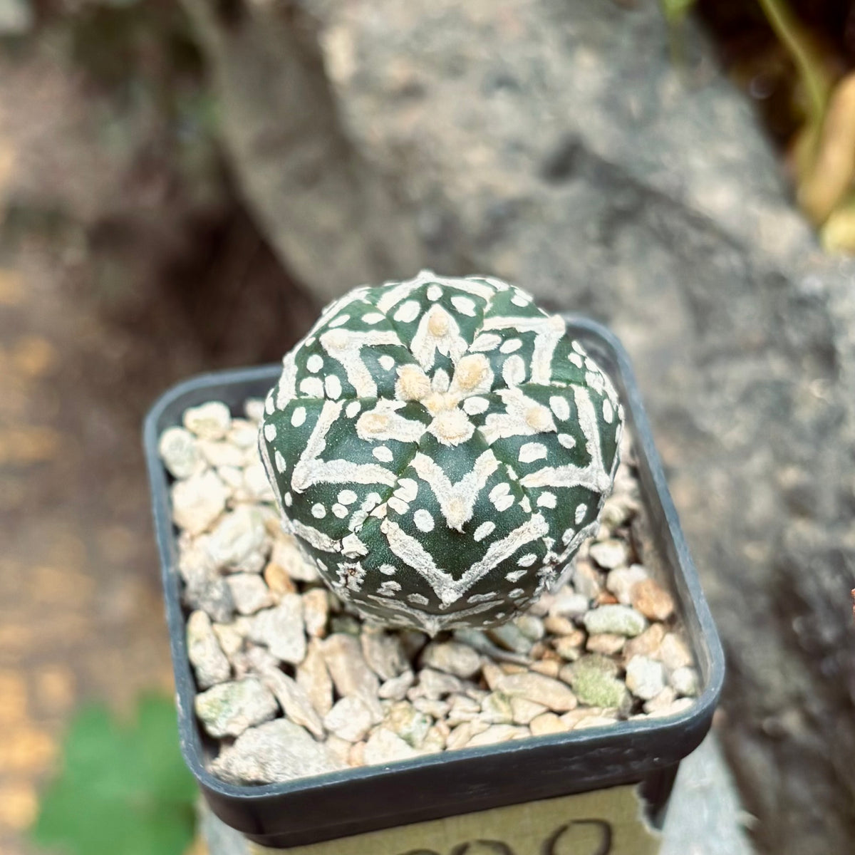 Cactus Astrophytum Asterias V Type