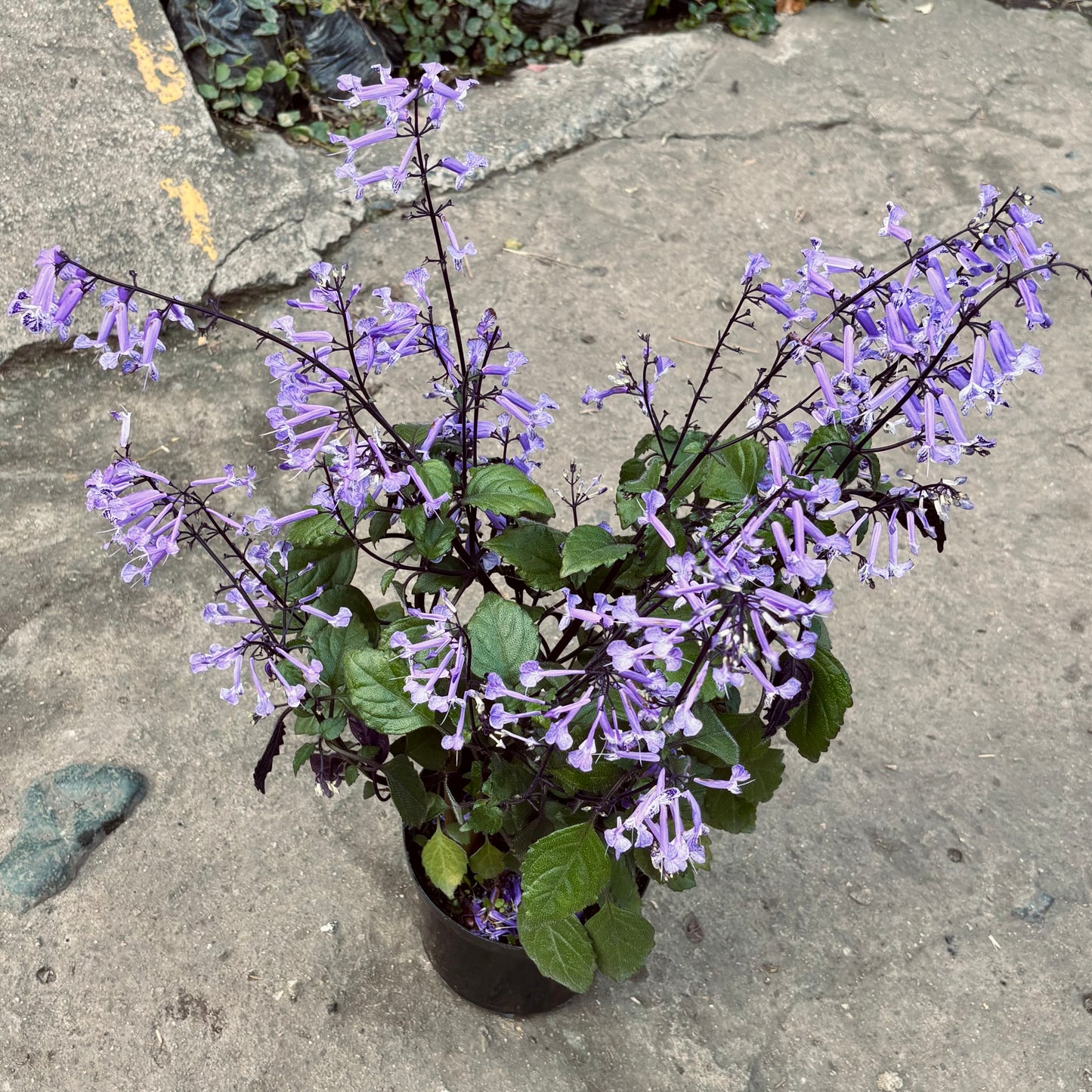 Plectranthus Saccatus