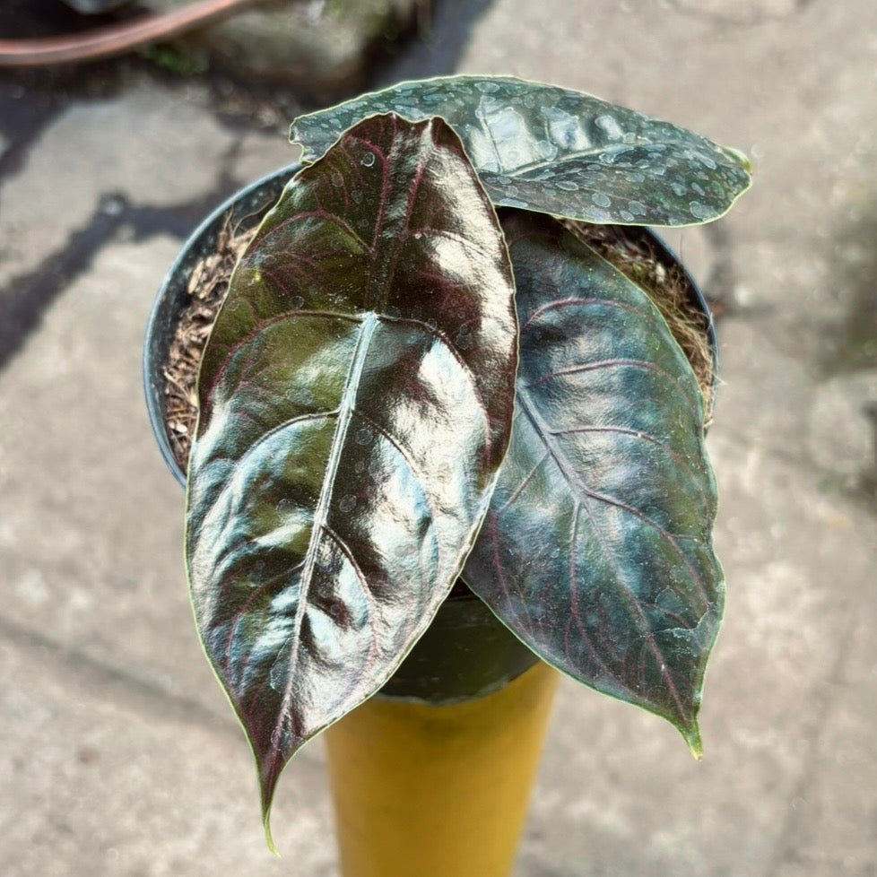 Alocasia Azlanii