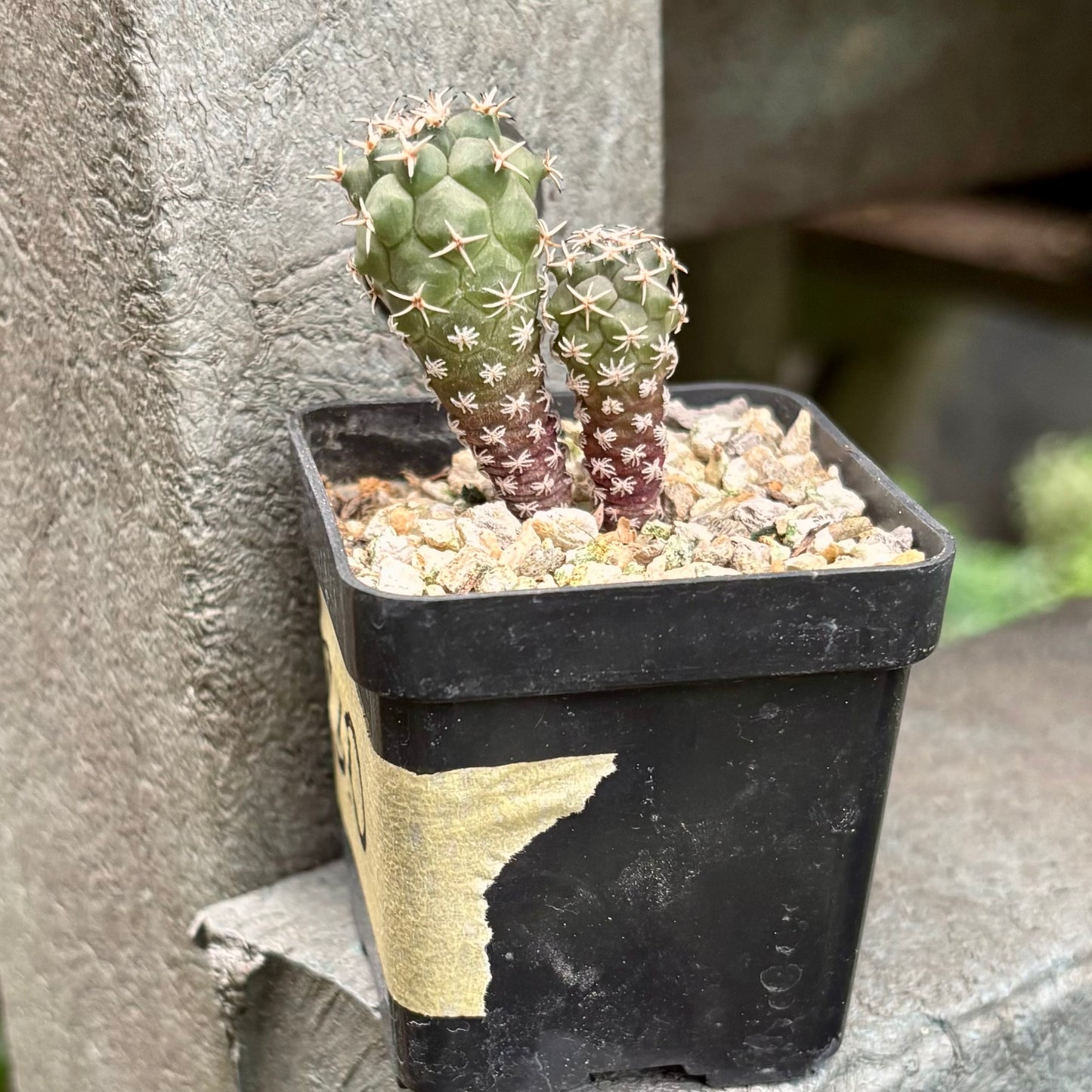 Cactus Turbinicarpus Lophophoroides