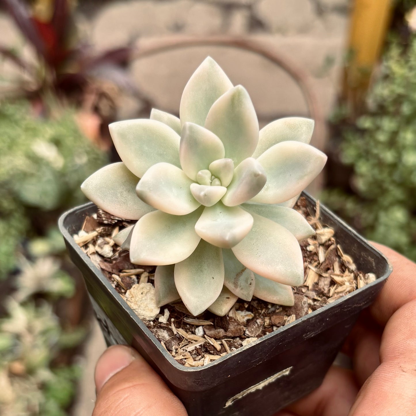 Suculenta Graptosedum Ghosty Variegada