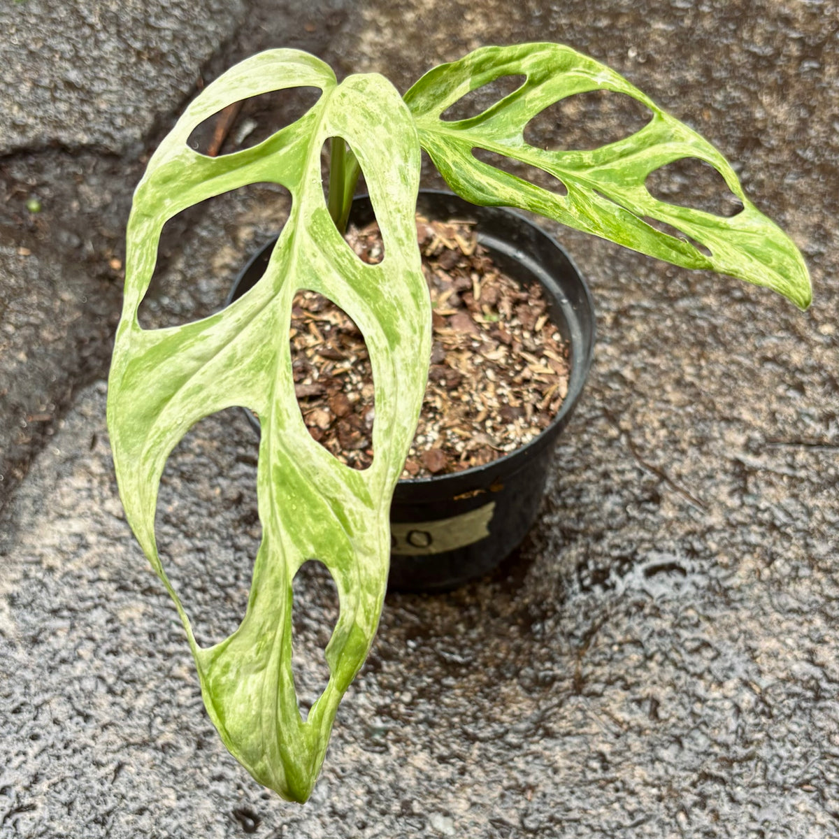Monstera Adansonii Frozen Freckles Variegada
